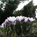 Crocus chrysanthus 'Prins Claus'