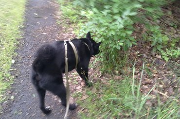 #akita #KarelskiPiesNaNiedźwiedzie #pies #piesek