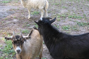 Rodzinny Park Atrakcji #alpaka #Atrakcji #dinozaur #Park #Rodzinny #Rybnik