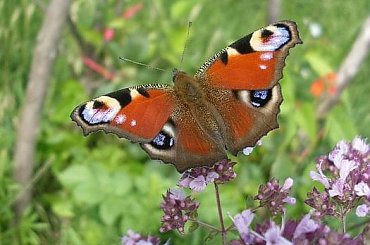 Sezon na motyle już sie zaczął :) #motyl