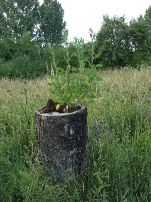 Foto: R.Kaczmarek - Sokolniki Wielkie, osobliwość przyrodnicza. #GminaKaźmierz #PowiatSzamotulski #przyroda #osobliwości #SokolnikiWielkie #wieś #drzewa #roślinność