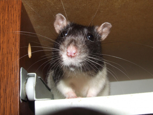 Matka Stefka #szczury #szczur #rat #rats