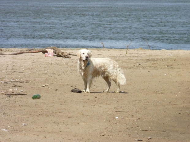 Brutus, Wisła, czerwiec 2011