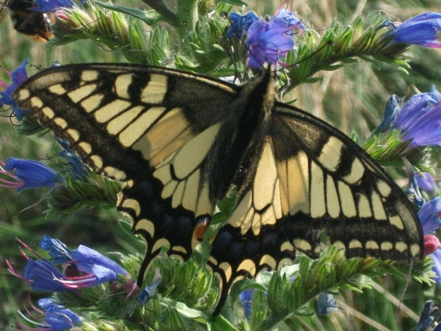 Paź królowej (Papilio machaon)-gatunek owada. Motyl dzienny o żółtym ubarwieniu skrzydeł z czarnymi i niebieskimi wzorami, zamieszkujący całą Europę, Azję i północną Afrykę. Uważany za jednego z najpiękniejszych owadów, przez co stał się cennym łupem d...