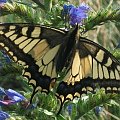 Paź królowej (Papilio machaon)-gatunek owada. Motyl dzienny o żółtym ubarwieniu skrzydeł z czarnymi i niebieskimi wzorami, zamieszkujący całą Europę, Azję i północną Afrykę. Uważany za jednego z najpiękniejszych owadów, przez co stał się cennym łupem d...
