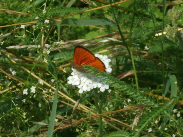 Czerwończyk dukacik (Lycaena virgaureae)motyl dzienny. Długość przedniego skrzydła 1,7-2,0 cm, rozpiętość skrzydeł 35-40mm. Wierzch skrzydeł samców jest jaskrawopomarańczowy z czarną obwódką. Samice mają skrzydła czerwonozłociste w ciemne kropki. Spód...