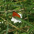 Czerwończyk dukacik (Lycaena virgaureae)motyl dzienny. Długość przedniego skrzydła 1,7-2,0 cm, rozpiętość skrzydeł 35-40mm. Wierzch skrzydeł samców jest jaskrawopomarańczowy z czarną obwódką. Samice mają skrzydła czerwonozłociste w ciemne kropki. Spód...