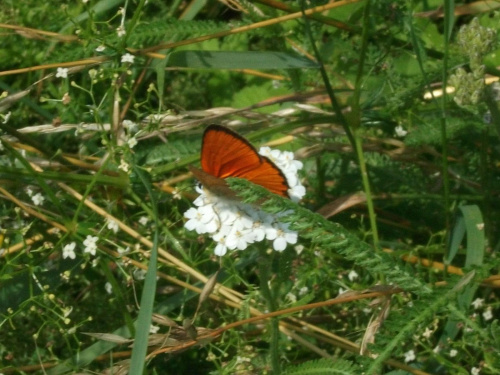 Czerwończyk dukacik (Lycaena virgaureae)motyl dzienny. Długość przedniego skrzydła 1,7-2,0 cm, rozpiętość skrzydeł 35-40mm. Wierzch skrzydeł samców jest jaskrawopomarańczowy z czarną obwódką. Samice mają skrzydła czerwonozłociste w ciemne kropki. Spód...