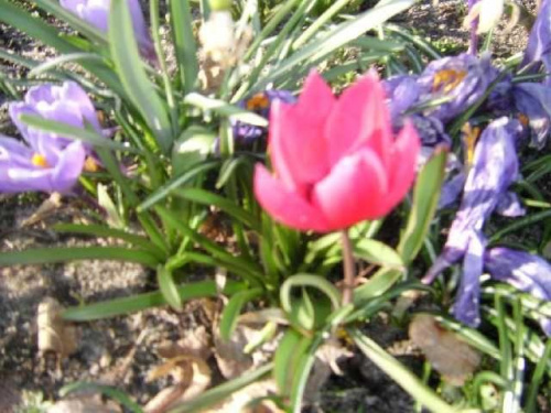 karminowy tulipanik