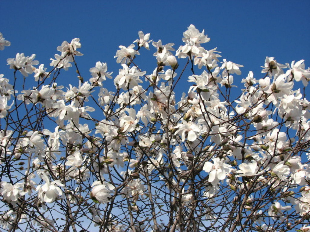 Anielsko pachnące gwiazdy,czyli magnolia gwiazdzista-biala