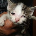 Koty do adopcji #AdopcjeZwierząt #DoAdopcji #dogo #kicie #kot #koty #miau #zwierzęta
