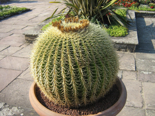 Żywy kaktus