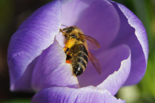 #pszczoła #pszczoły #zwierzęta